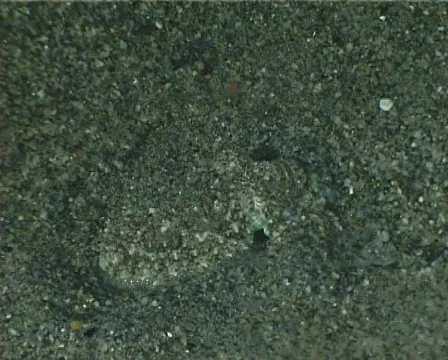 Cuttlefish (C087) 動画素材 103948