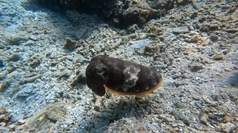 Cuttlefish camouflage in action 動画素材 107027421