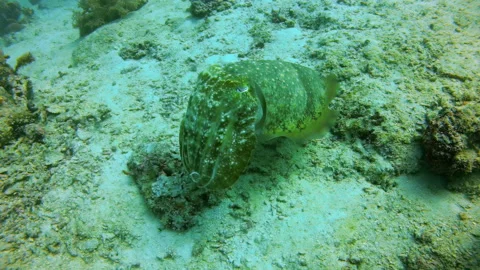 Cuttlefish Camouflaged on Sandy Seabed Stock Footage 346345057