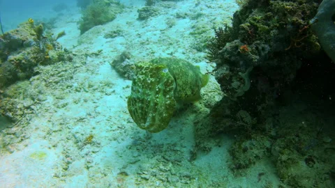 Cuttlefish Camouflaging on Sandy Seabed Stock Footage 346344690