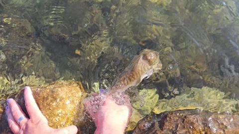 Cuttlefish catch and release Stock Footage 278321278