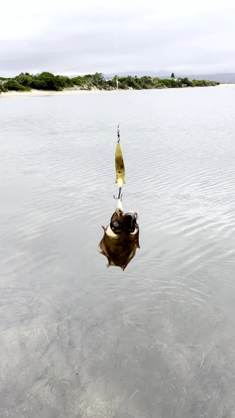 Cuttlefish caught on lure squirts out seawater and moves around Stock Footage 336035651