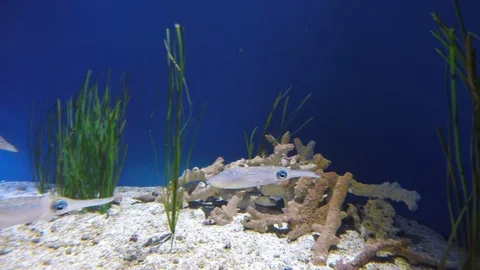 Cuttlefish Changing Color, 4K Stock Footage 88641018
