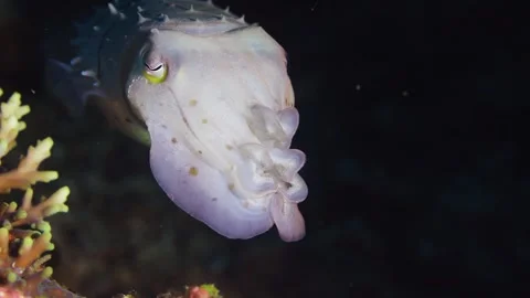 CUTTLEFISH CHANGING COLOR 4K NATURE UNDERWATER Stockbeeldmateriaal 333225007