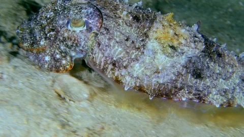 Cuttlefish changing color and going over sandy area with small patches of coral Stock Footage 112453458