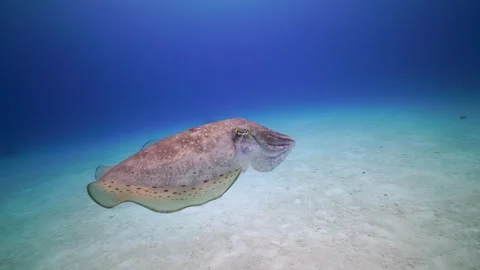 Cuttlefish Changing Color and Pattern Over Sandy Bottom - 4K Footage Stock Footage 333756422