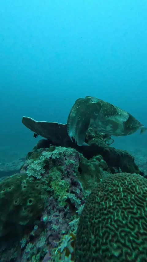 Cuttlefish changing colors Stock Footage 286377127