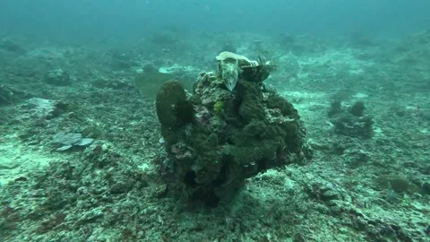 Cuttlefish changing colors Stock Footage 286377195
