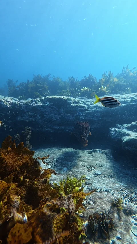 Cuttlefish Charges at Diver's Camera, Jervis Bay, New South Wales, Australia - 1 Stock Footage 340856930