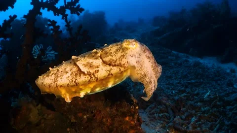 Cuttlefish close-up, changing colors and swimming over reef Stock Footage 130236456