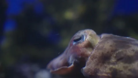 A cuttlefish in close up Stock Footage 237417789