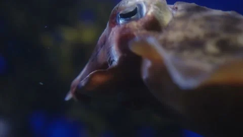 A cuttlefish in close up Stock Footage 237417799