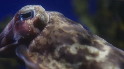 A cuttlefish in close up Stock Footage 237417896