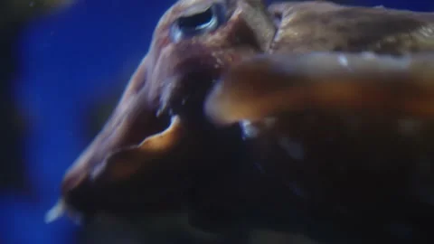 A cuttlefish in close up Stock Footage 237418262
