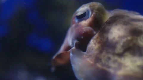 A cuttlefish in close up Stock Footage 237418268