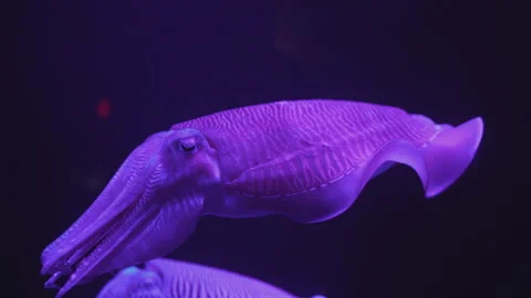 Cuttlefish close-up swims on black background Stock Footage 146879458