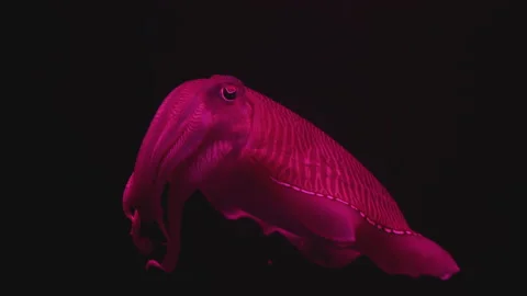Cuttlefish close-up swims on a black background and changes color Stock Footage 146880126
