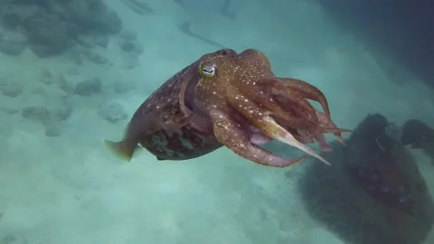 Cuttlefish colour pulse slow swim back Stock Footage 158985134