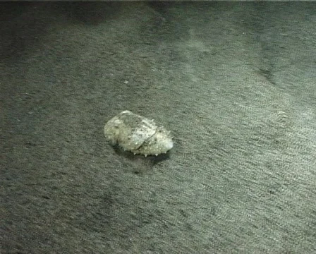 Cuttlefish concealment (D024) Video stock 149625