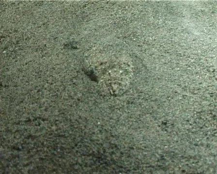 Cuttlefish concealment (D025) 動画素材 149652