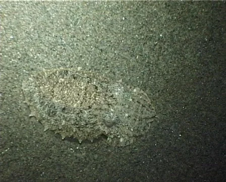 Cuttlefish concealment (D030) 動画素材 149797