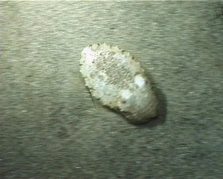 Cuttlefish concealment (D032) 動画素材 149803