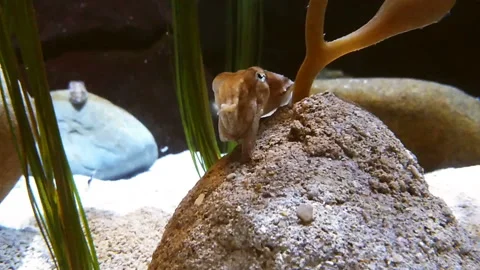 Cuttlefish Coral Camouflage Stock Footage 144910391