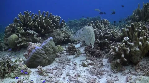 Cuttlefish on a coral reef Stock Footage 50779679