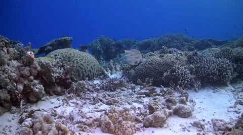 Cuttlefish on a coral reef Stock Footage 50809152