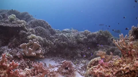 Cuttlefish on a coral reef Stock Footage 51582772
