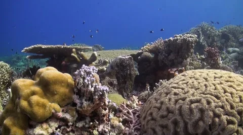 Cuttlefish on a coral reef Stock Footage 51591552