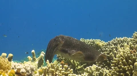 Cuttlefish on a coral reef Stock Footage 51592863