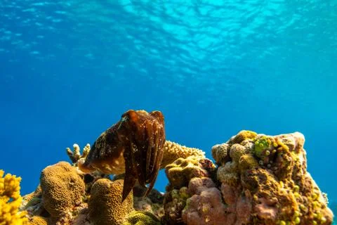 Cuttlefish on a coral reef Stock Photos