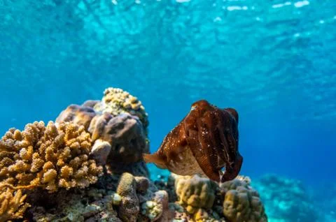 Cuttlefish on a coral reef Stock Photos