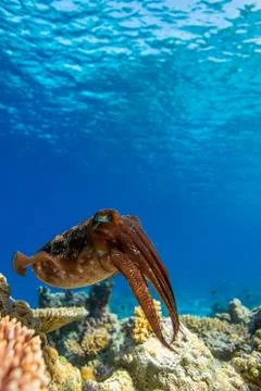 Cuttlefish on a coral reef Stock Photos