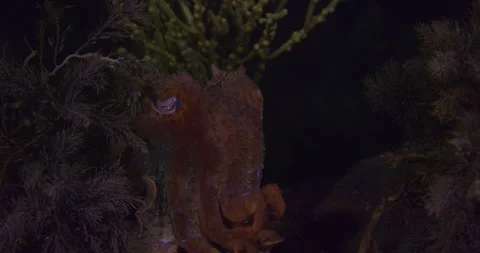 Cuttlefish with curled tentacles, Close Up Stock Footage 317157204