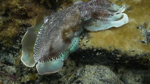 Cuttlefish cuttles mating and grouping together Video stock 249647189