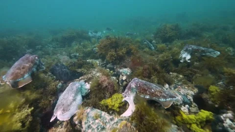 Cuttlefish cuttles mating and grouping together Video stock 249647203