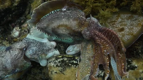 Cuttlefish cuttles mating and grouping together Video stock 249647220