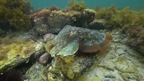 Cuttlefish cuttles mating and grouping together Video stock 249647254