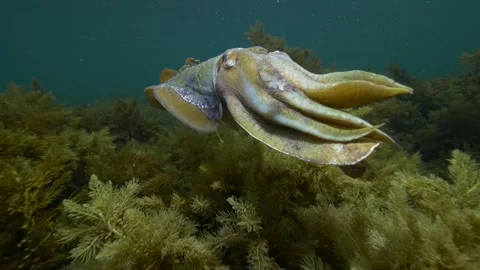 Cuttlefish cuttles mating and grouping together Vidéo 249647286