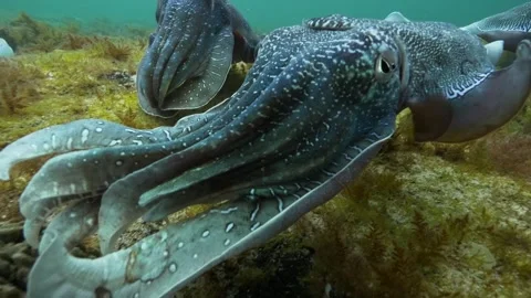Cuttlefish cuttles mating and grouping together Video stock 249647302