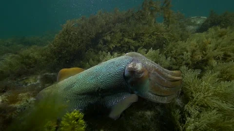 Cuttlefish cuttles mating and grouping together Video stock 249647317