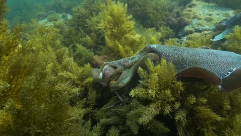 Cuttlefish cuttles mating and grouping together Video stock 249647349