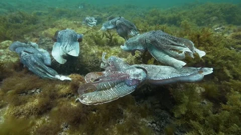 Cuttlefish cuttles mating and grouping together Video stock 249647372