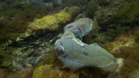 Cuttlefish cuttles mating and grouping together Video stock 249647394