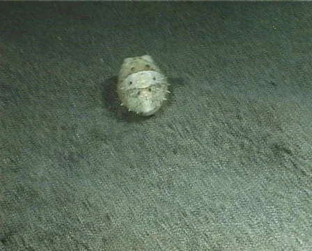 Cuttlefish (D022) 動画素材 149621