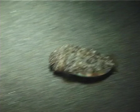 Cuttlefish (D028) 動画素材 146017