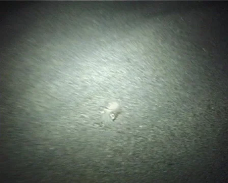 Cuttlefish (D036) 動画素材 150035