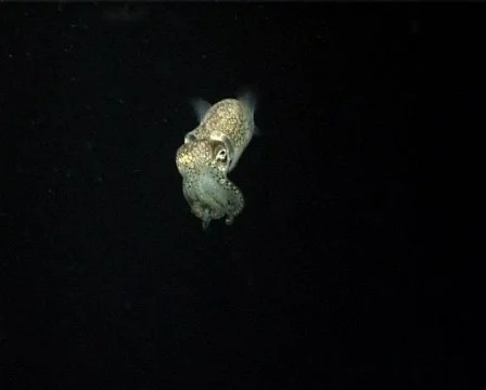Cuttlefish (D039) 動画素材 146042